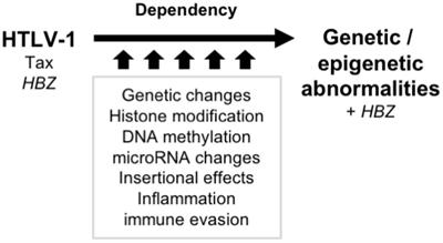 HTLV-1-Mediated Epigenetic Pathway to Adult T-Cell Leukemia–Lymphoma